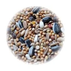 Ali Mangime Per Parrocchetti Inseparabili