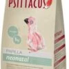 Psittacus Papilla Neonatale -Uccelli Forniture Negozio 43328 8437002885656v 1 g
