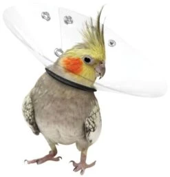 KVP Saftshield Uccelli