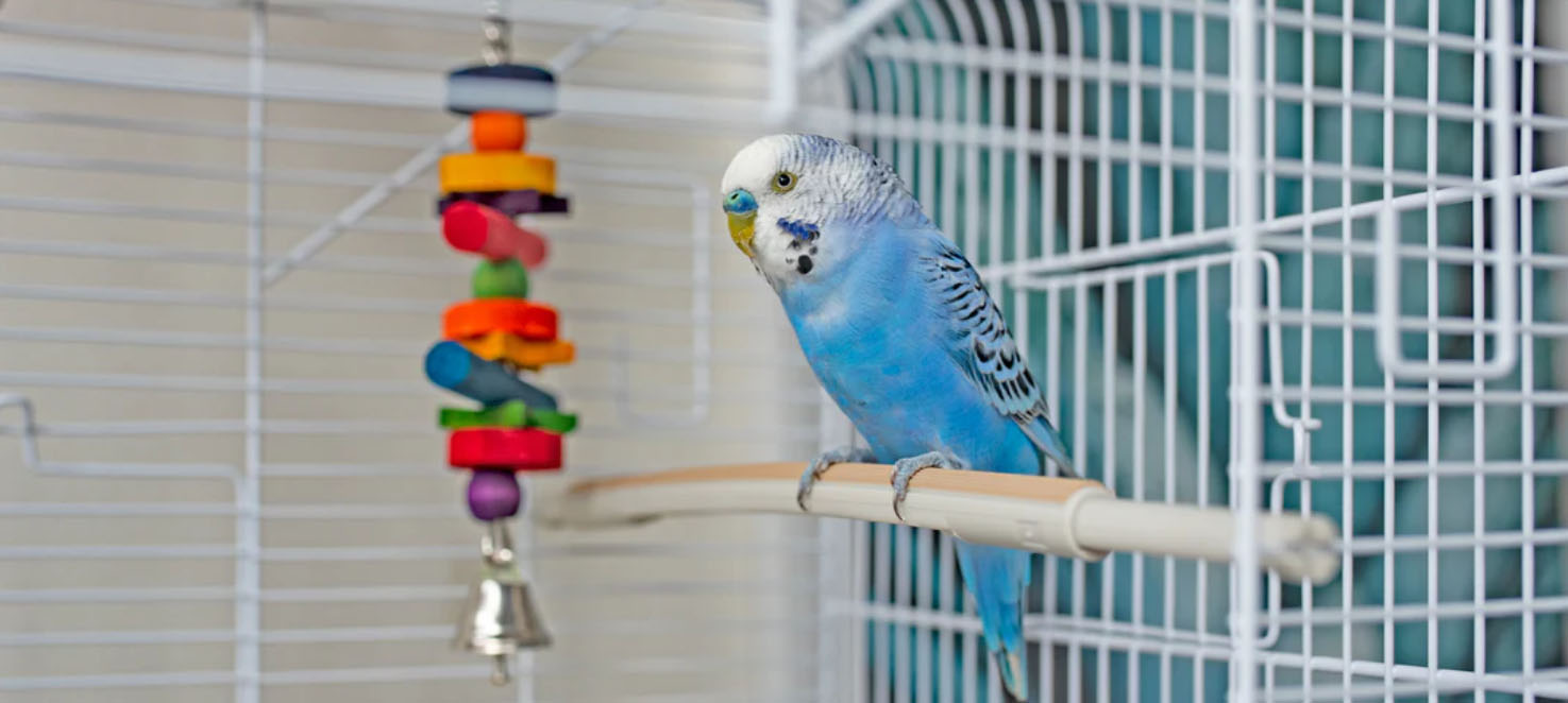 Uccelli Forniture Negozio -Uccelli Forniture Negozio GYIYI